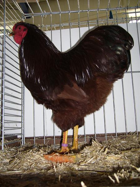 Delbrueck 2008 082.jpg - Zwerg Wyandotten rot von Lars-Martin Lummer Preis sg 95 JB